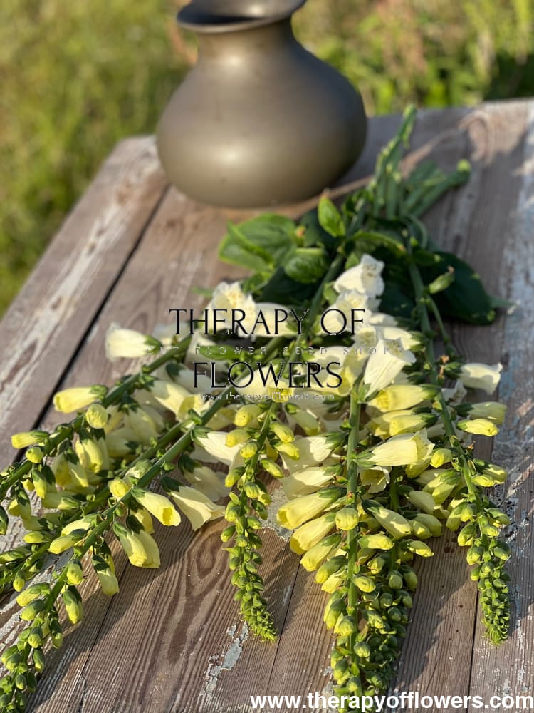 Digitalis purpurea Camelot Cream F1 therapyofflowers.com