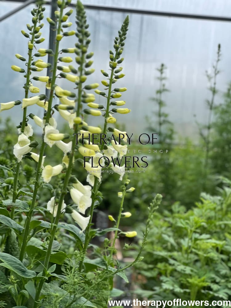 Digitalis purpurea Camelot Cream F1 therapyofflowers.com
