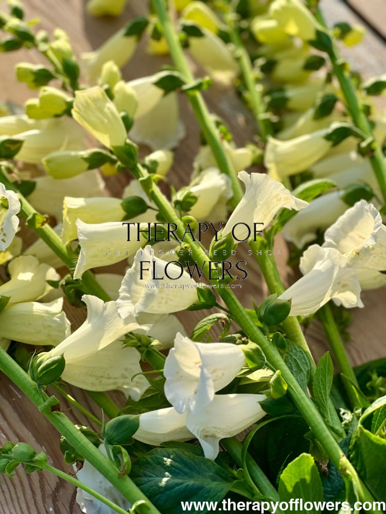 Digitalis purpurea Camelot Cream F1 therapyofflowers.com