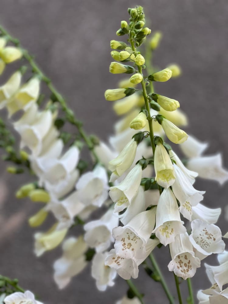 Digitalis Purpurea Camelot White F1 therapyofflowers.com