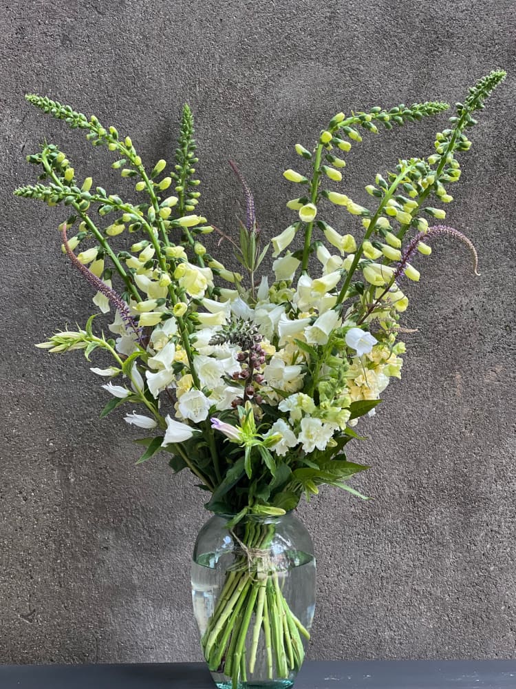 Digitalis Purpurea Camelot White F1 | Pelleted - 20 pelleted seeds / 90 cm - Seeds