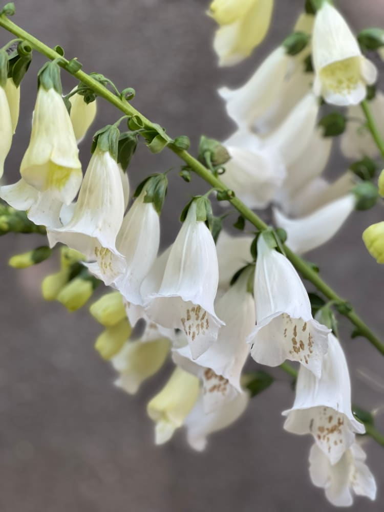 Digitalis Purpurea Camelot White F1 therapyofflowers.com