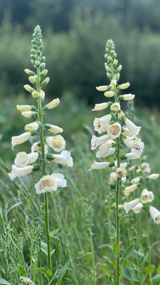 Digitalis Purpurea Camelot White F1 therapyofflowers.com
