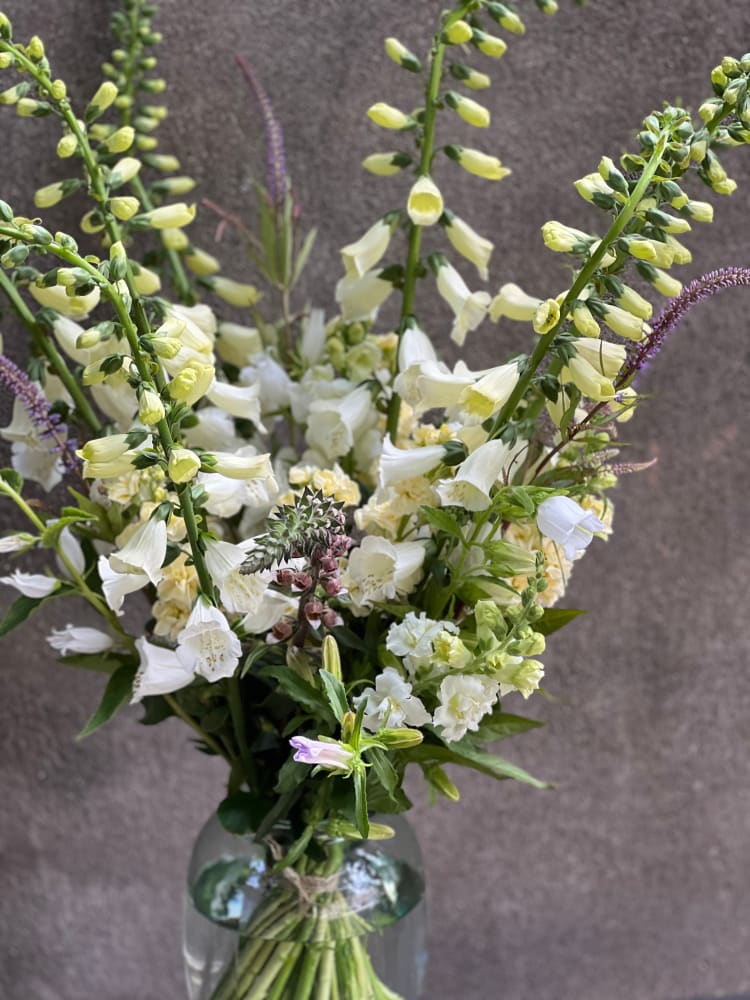 Digitalis Purpurea Camelot White F1 | Pelleted - 20 pelleted seeds / 90 cm - Seeds