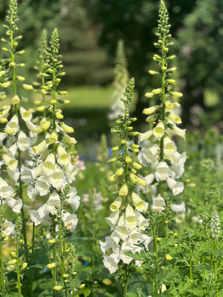 Digitalis Purpurea Camelot White F1 | Pelleted therapyofflowers.com
