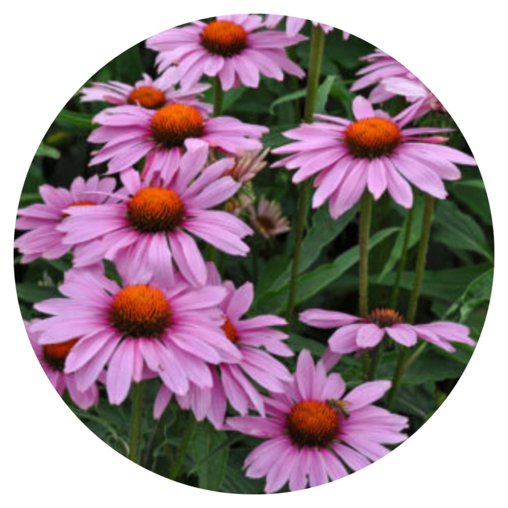 Echinacea purpurea Bravado therapyofflowers.com