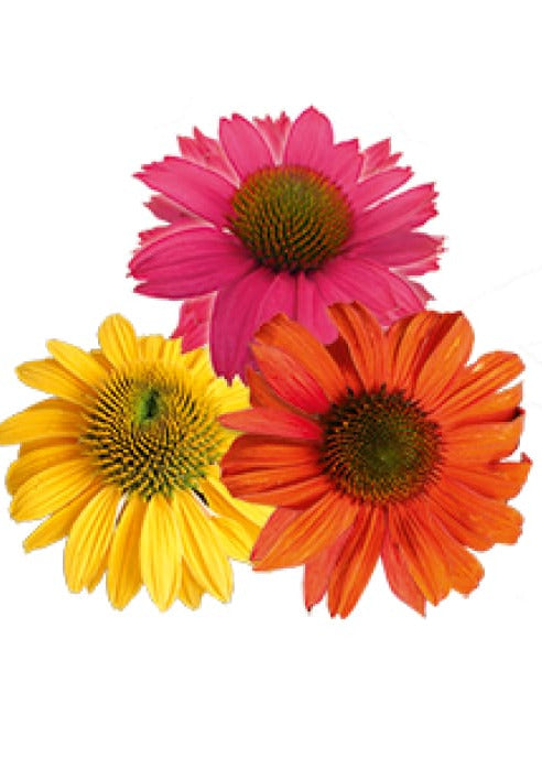 Echinacea purpurea PollyNation™ Golden Summer Mix | Coneflower therapyofflowers.com