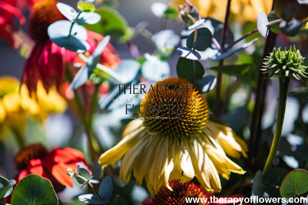 Echinacea purpurea PollyNation™ Golden Summer Mix | Coneflower therapyofflowers.com