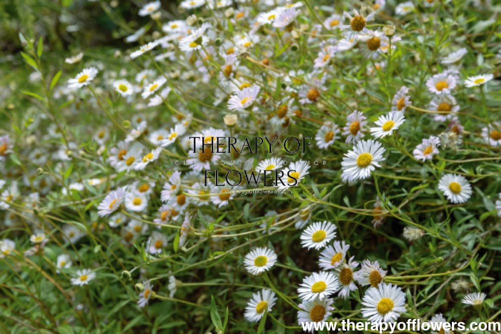 Erigeron karvinskianus Profusion | Mexican Fleabane therapyofflowers.com