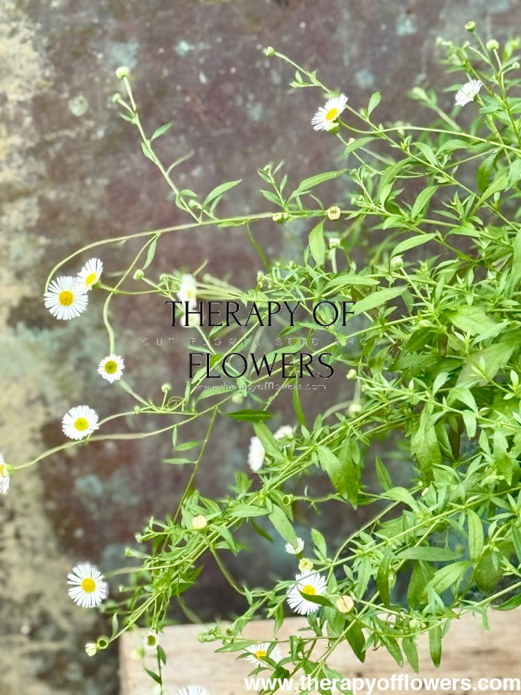 Erigeron karvinskianus Profusion | Mexican Daisy | Pelleted therapyofflowers.com