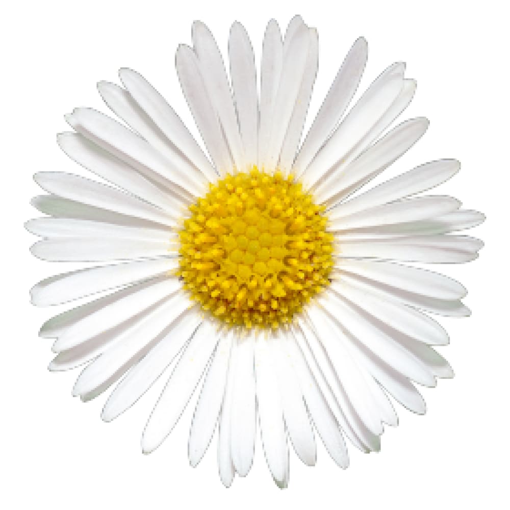 Erigeron karvinskianus Profusion | Mexican Fleabane therapyofflowers.com