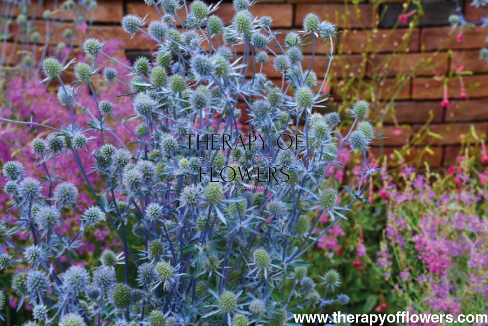 Eryngium planum Blue Glitter therapyofflowers.com