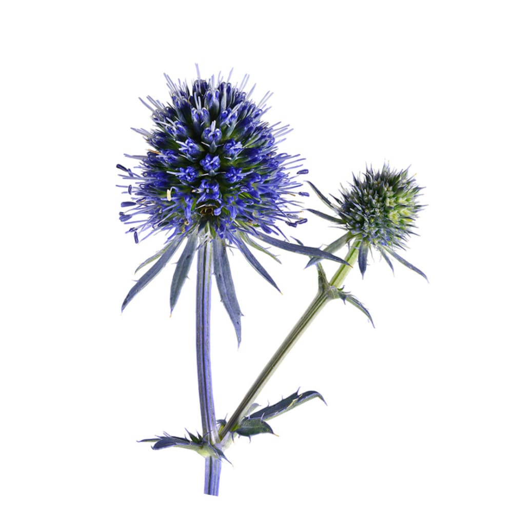 Eryngium planum Blue Glitter therapyofflowers.com