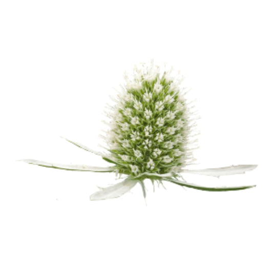 Eryngium planum White Glitter | Flat Sea Holly therapyofflowers.com