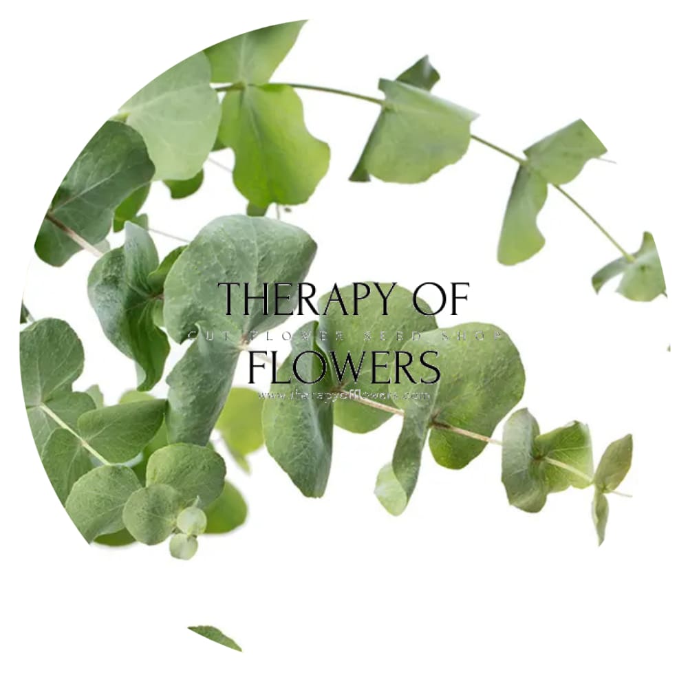 Eucalyptus cinerea Silver Dollar | Florists Eucalyptus | Tasmanian Blue therapyofflowers.com