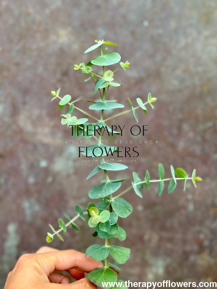 Eucalyptus pulverulenta Baby Blue | Florist Silver Dollar therapyofflowers.com