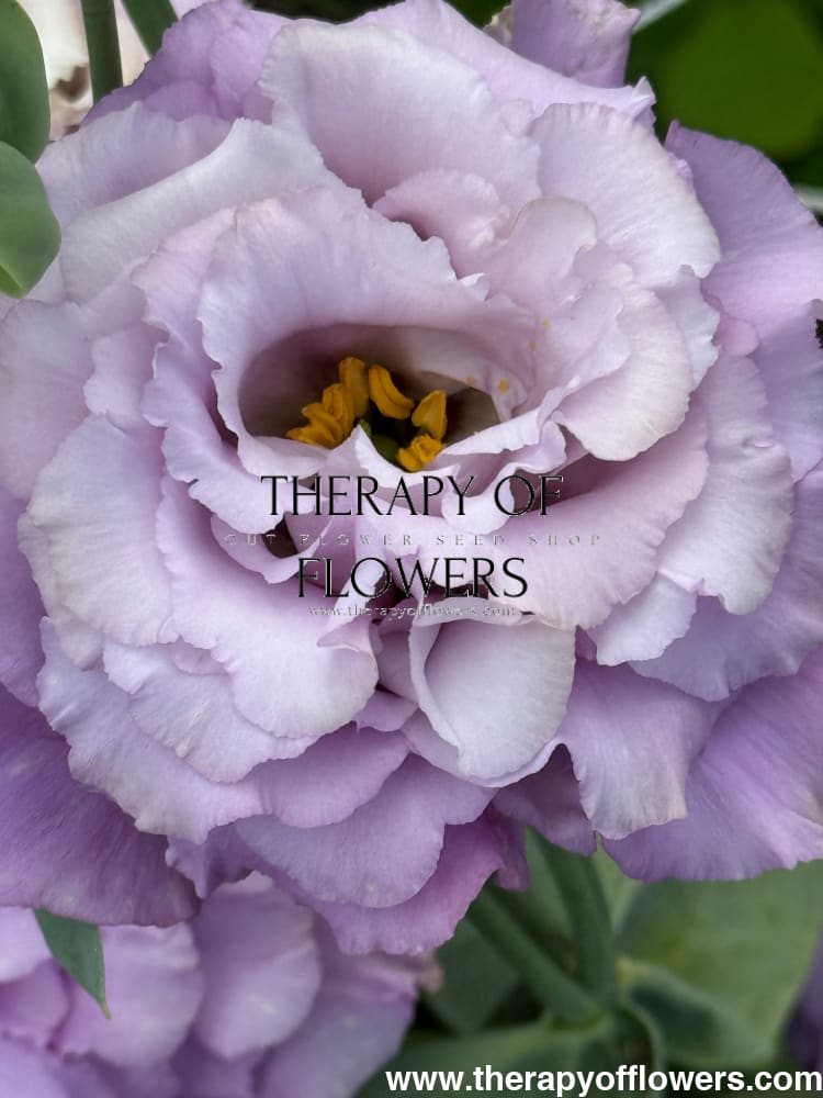 Eustoma grandiflorum Corelli™ II Lavender F1 | Lisianthus | Pelleted therapyofflowers.com