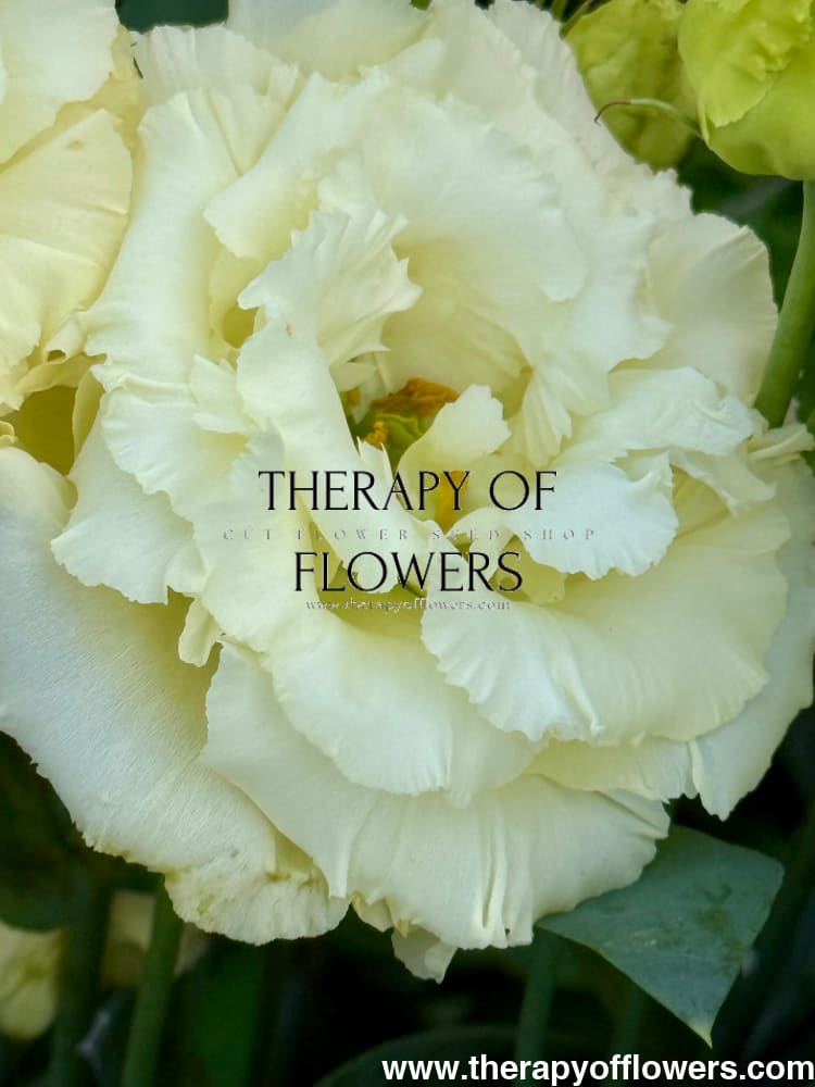 Eustoma grandiflorum Corelli™ SU III Yellow F1 | Lisianthus therapyofflowers.com