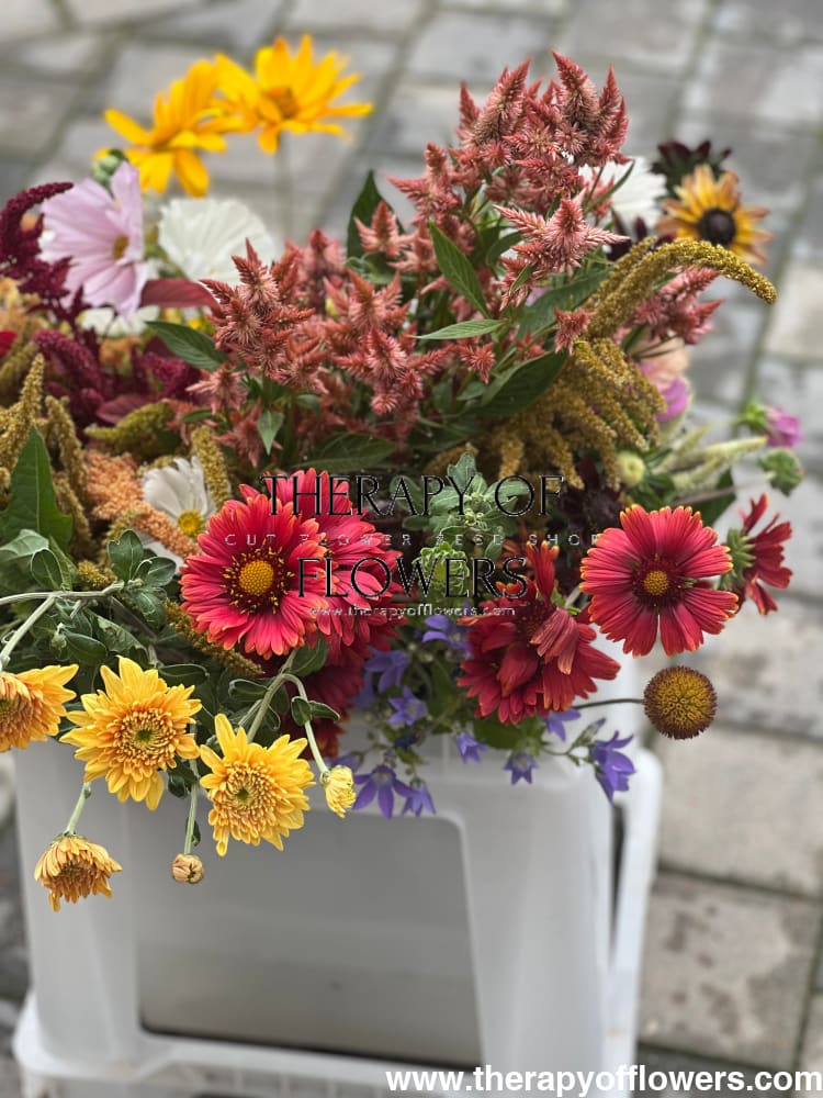 Gaillardia aristata Burgundy therapyofflowers.com