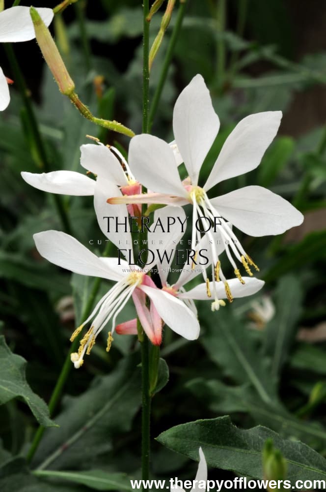 Gaura lindheimeri Sparkle White | Bee Blossom therapyofflowers.com