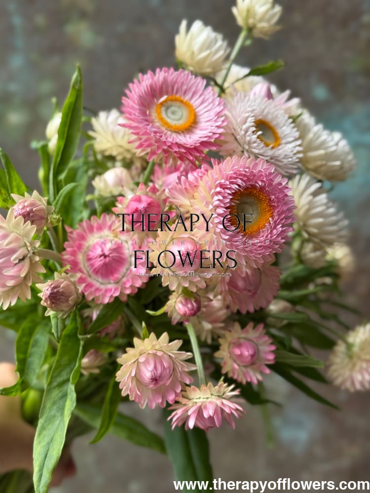 Helichrysum bracteatum Silvery Rose | Strawflower therapyofflowers.com