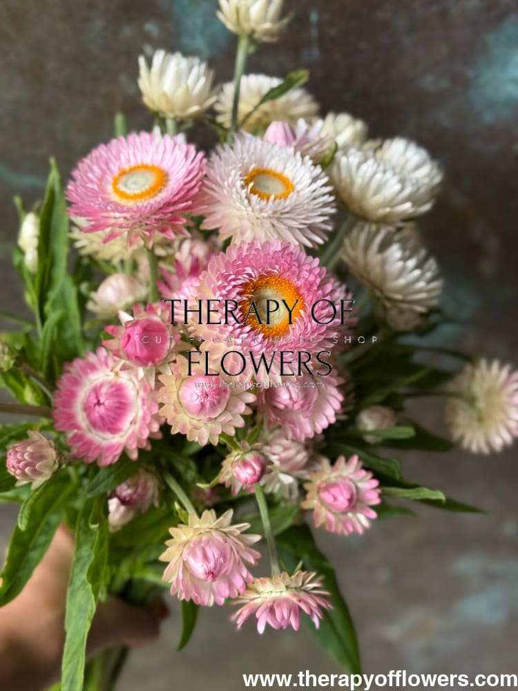 Helichrysum bracteatum Silvery Rose | Strawflower therapyofflowers.com
