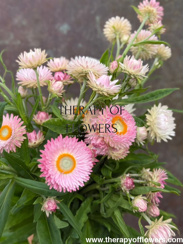 Helichrysum bracteatum Silvery Rose | Strawflower therapyofflowers.com