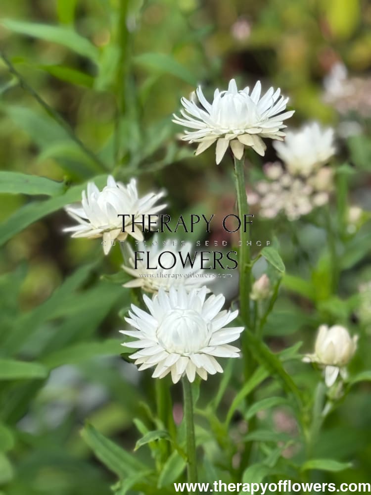 Helichrysum bracteatum White | Strawflower therapyofflowers.com