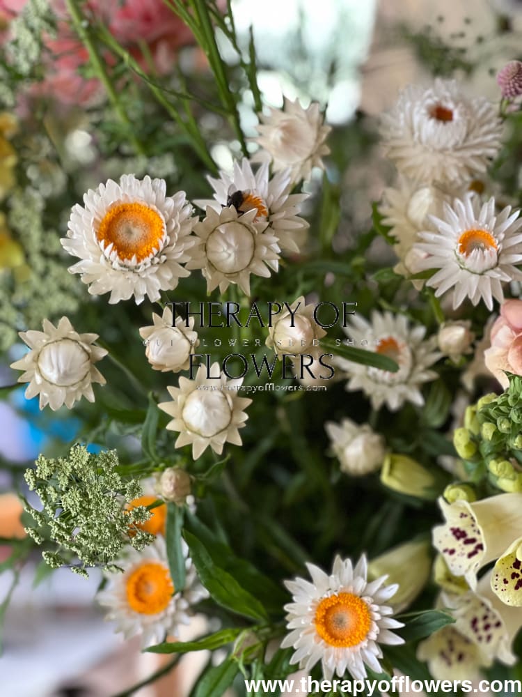 Helichrysum bracteatum White | Strawflower - 0.2 gram - Seeds