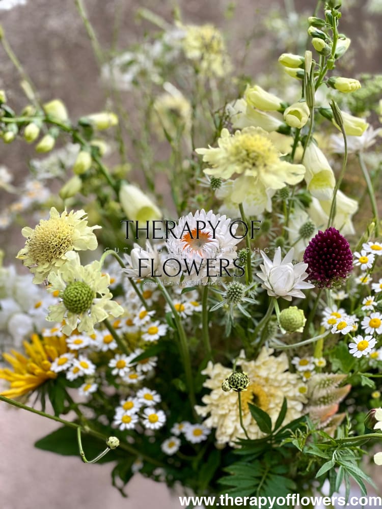 Helichrysum bracteatum White | Strawflower - 0.2 gram - Seeds