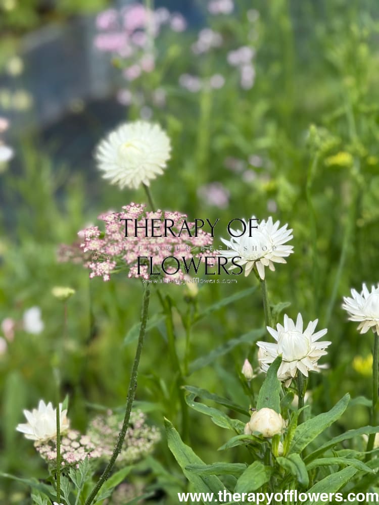 Helichrysum bracteatum White | Strawflower therapyofflowers.com