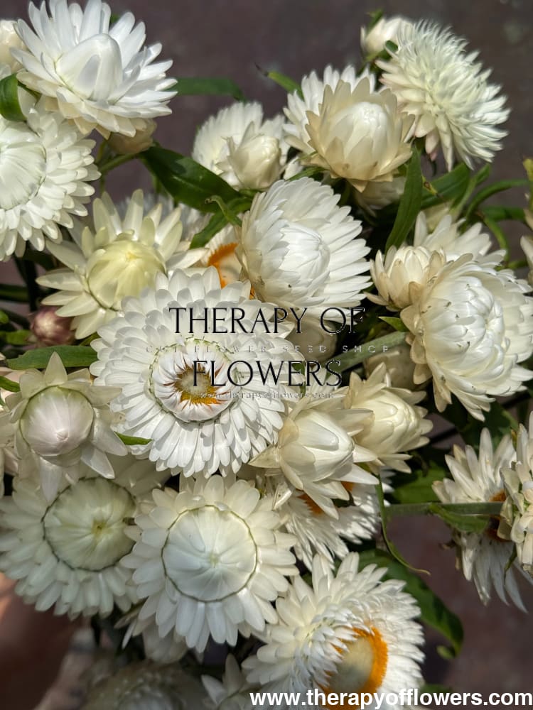 Helichrysum bracteatum White | Strawflower therapyofflowers.com