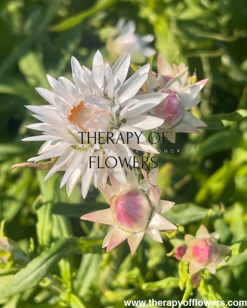 Helichrysum bracteatum White | Strawflower - 0.2 gram - Seeds