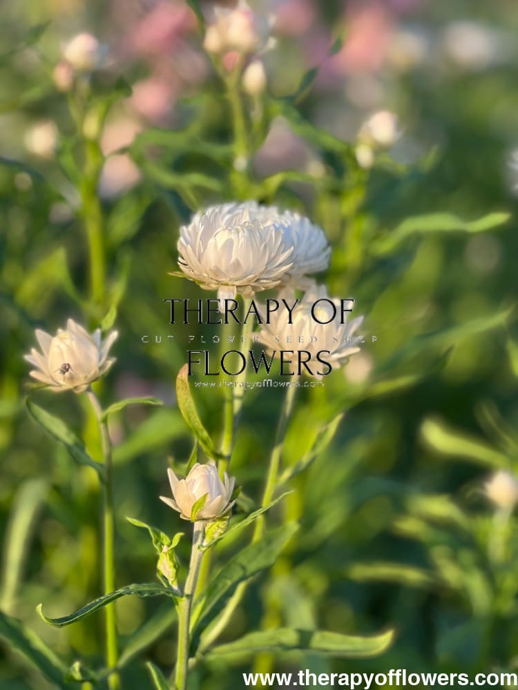Helichrysum bracteatum White | Strawflower - 0.2 gram - Seeds