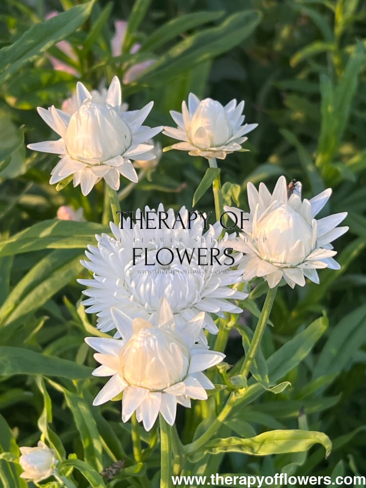 Helichrysum bracteatum White | Strawflower - 0.2 gram - Seeds