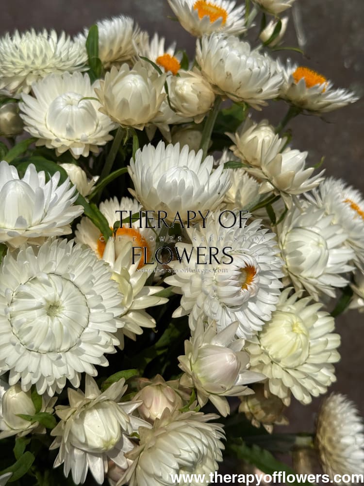 Helichrysum bracteatum White | Strawflower therapyofflowers.com