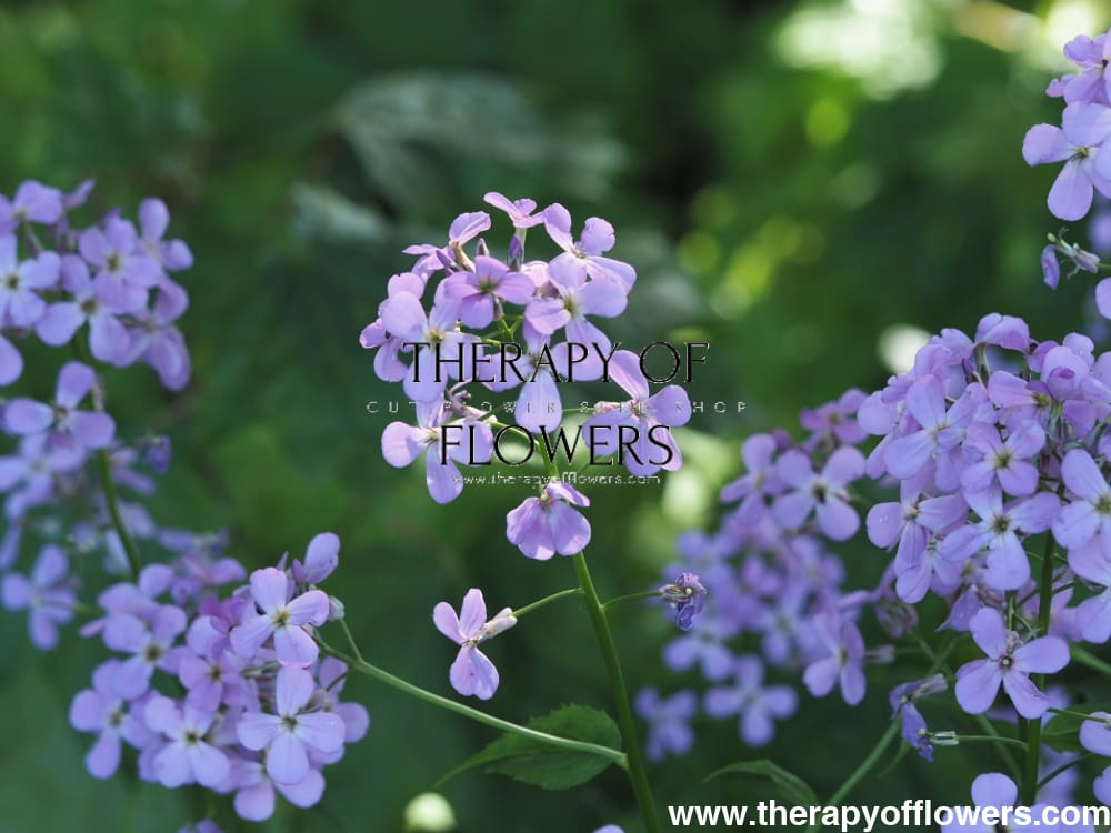 Hesperis matronalis Formula Mix | Sweet Rocket therapyofflowers.com