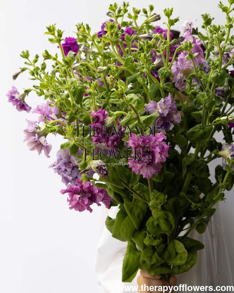 Italian Petunia Grandiflora Alegra Mix F1 | Cut Flower | Pelleted therapyofflowers.com