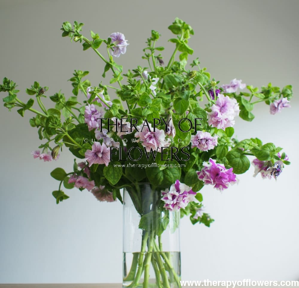 Italian Petunia Grandiflora Alegra Orchid Vein F1 | Petunia for Cutting | Pelleted therapyofflowers.com