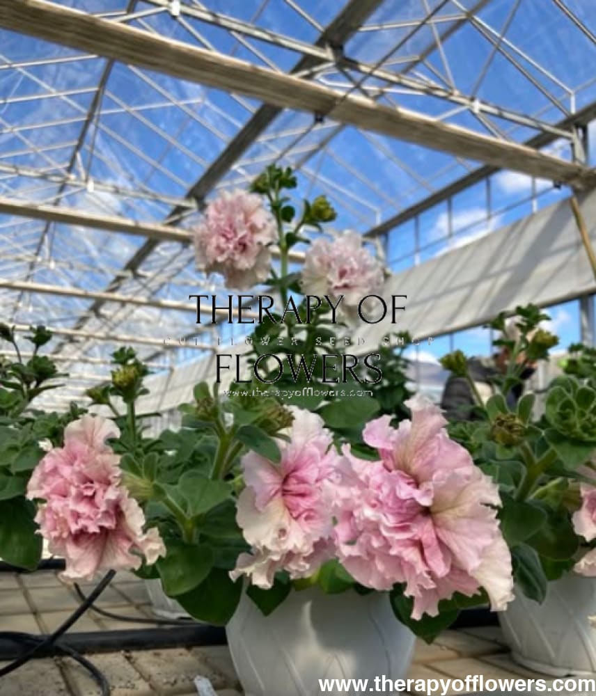 Italian Petunia Grandiflora Alegra Orchid Vein F1 | Petunia for Cutting | Pelleted therapyofflowers.com