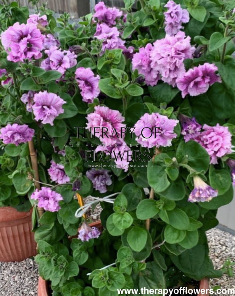 Italian Petunia Grandiflora Alegra Orchid Vein F1 | Petunia for Cutting | Pelleted therapyofflowers.com