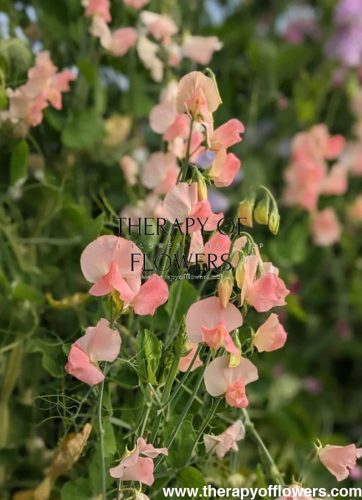 Lathyrus odoratus Spring Sunshine Champagne therapyofflowers.com
