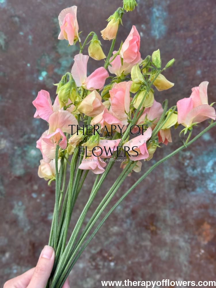 Lathyrus odoratus Spring Sunshine Champagne therapyofflowers.com