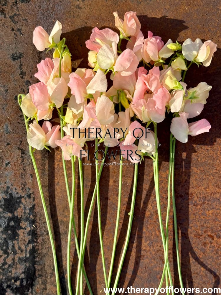 Lathyrus odoratus Spring Sunshine Champagne therapyofflowers.com