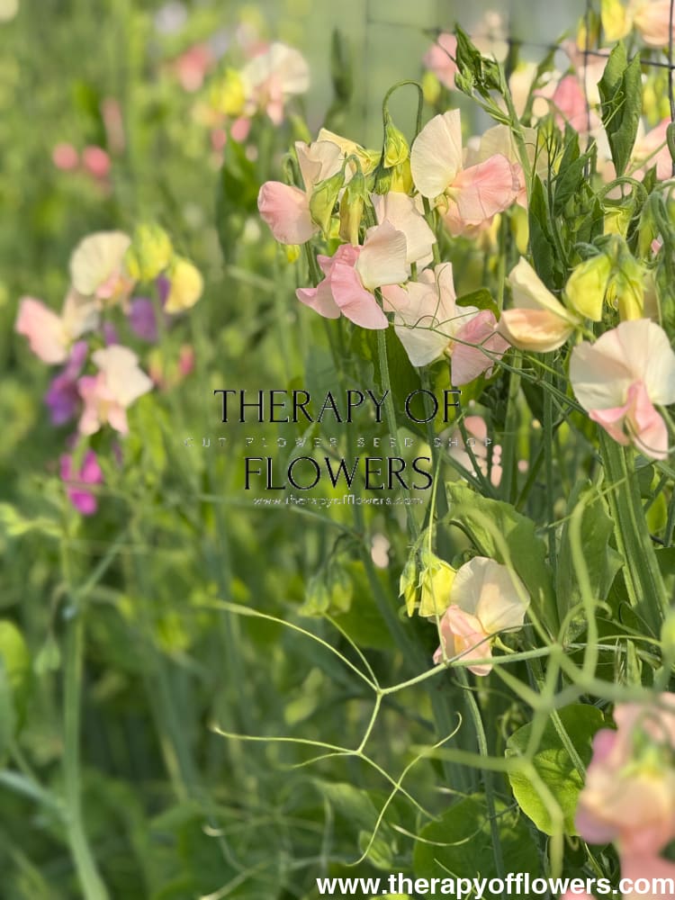 Lathyrus odoratus Spring Sunshine Champagne therapyofflowers.com