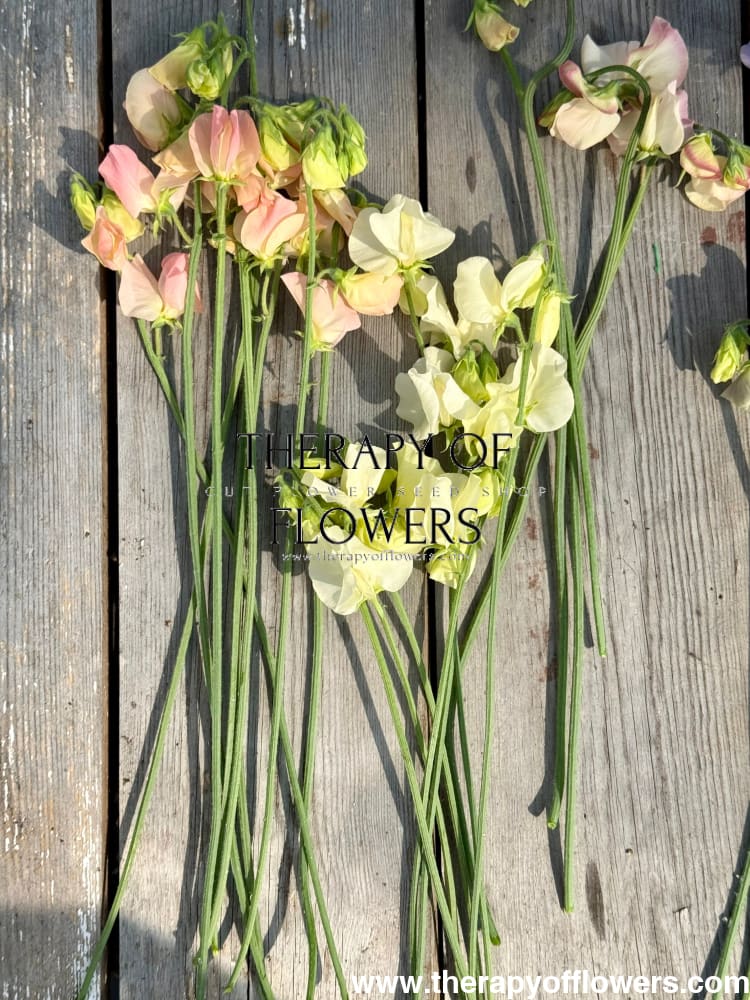 Lathyrus odoratus Spring Sunshine Champagne therapyofflowers.com