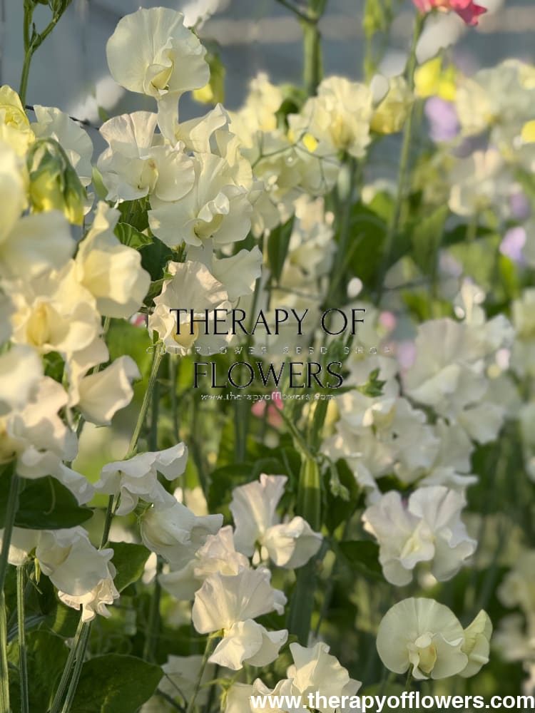Lathyrus odoratus Spring Sunshine Cream therapyofflowers.com