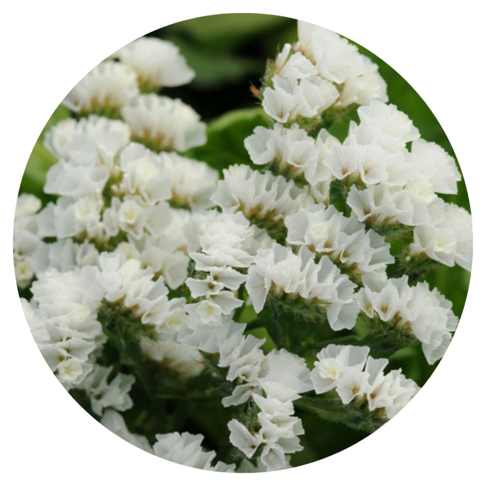 Limonium QIS® White therapyofflowers.com