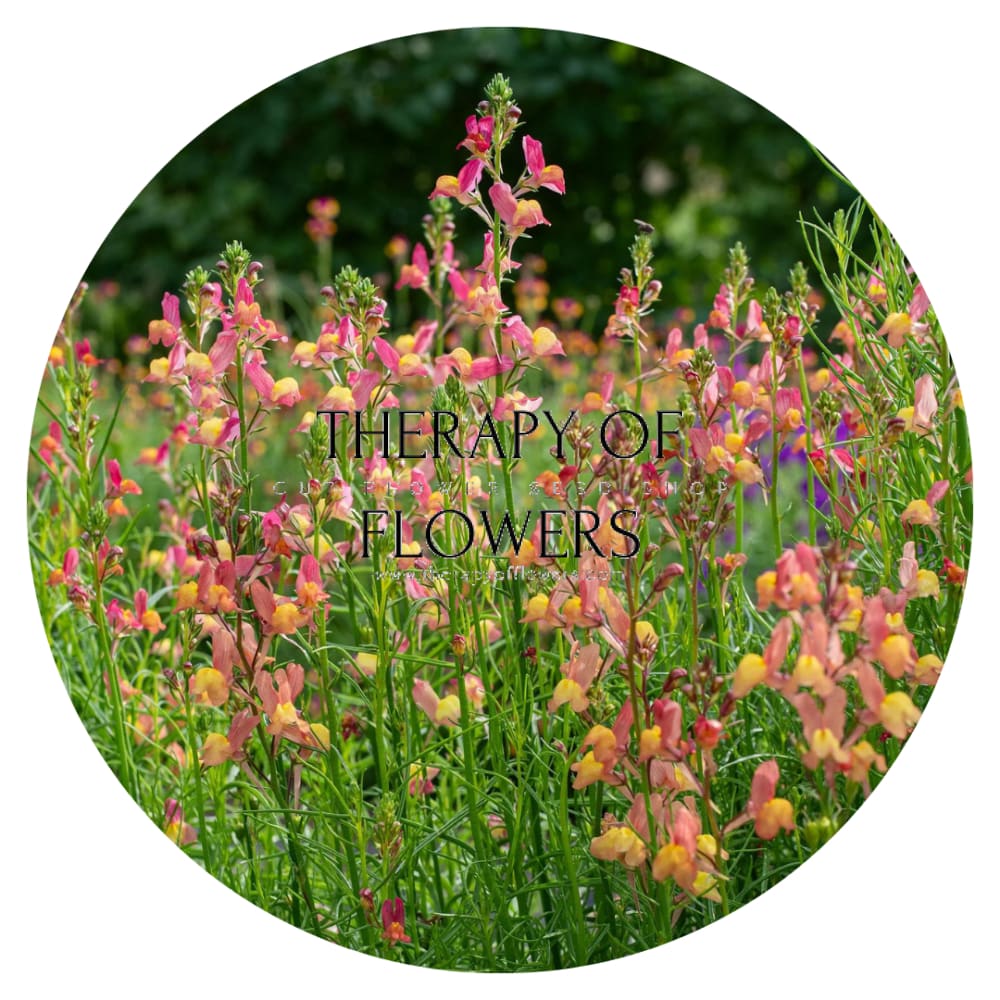 Linaria maroccana Licilia Peach therapyofflowers.com