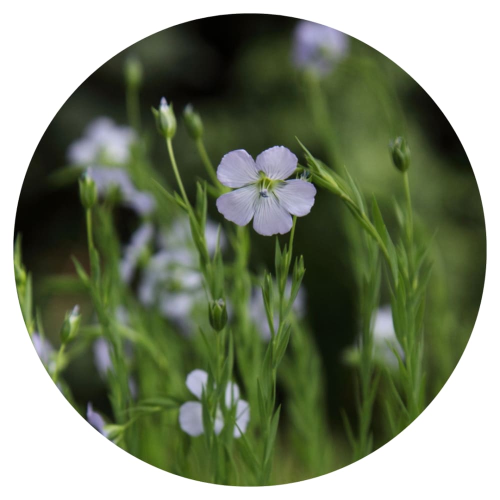 Linum usitatissimum | Bubble Flax therapyofflowers.com